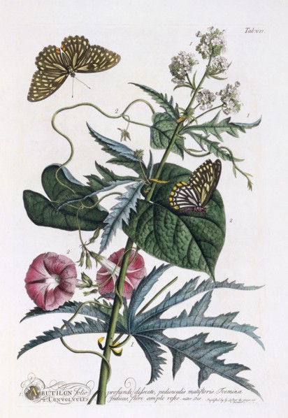 1. Abutilon, 2.  Convolvulus, c. 1748 (hand coloured engraving). Creator: "Georg Dionysius Ehret (1710 - 70); Ehret, Georg Dionysius (1710-1770)".