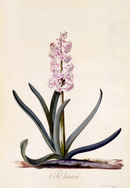 Hyacinth 'Veld Haan', c. 1744 (hand coloured engraving). Creator: "Georg Dionysius Ehret (1710 - 70); Ehret, Georg Dionysius (1710-1770)".