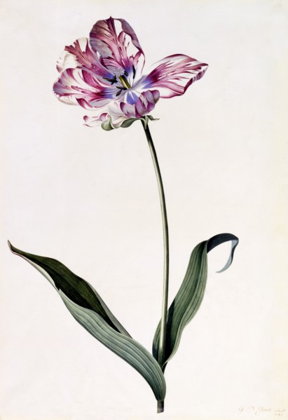 Tulip, c. 1745 (hand coloured engraving). Creator: "Georg Dionysius Ehret (1710 - 70); Ehret, Georg Dionysius (1710-1770)".