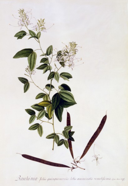 Bauhinia, c. 1745 (hand coloured engraving). Creator: "Georg Dionysius Ehret (1710 - 70); Ehret, Georg Dionysius (1710-1770)".