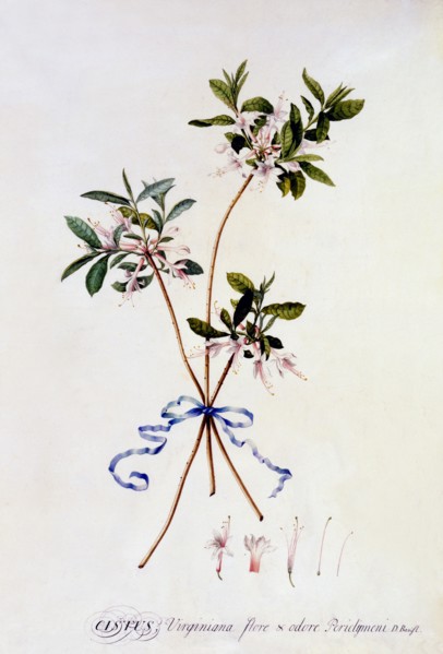 Cistus Virginiana, c. 1743 (hand coloured engraving). Creator: "Georg Dionysius Ehret (1710 - 70); Ehret, Georg Dionysius (1710-1770)".