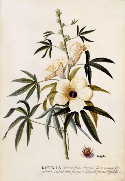 Ketmia, c. 1742 (hand coloured engraving). Creator: "Georg Dionysius Ehret (1710 - 70); Ehret, Georg Dionysius (1710-1770)".