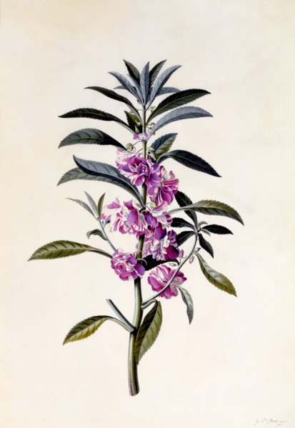 Garden Balsam (Impatiens Balsamina), c. 1746 (hand coloured engraving). Creator: "Georg Dionysius Ehret (1710 - 70); Ehret, Georg Dionysius (1710-1770)".