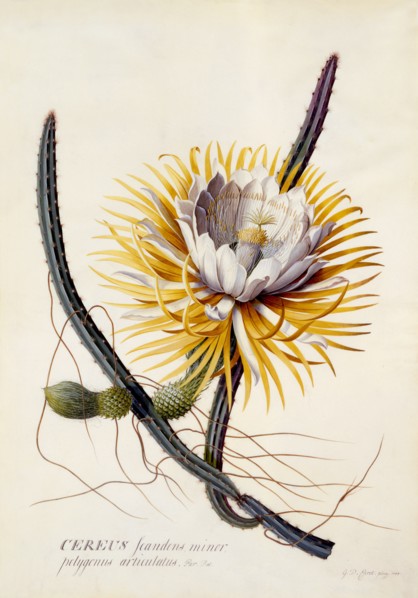 Cereus (Queen of the Night), c. 1744 (hand coloured engraving). Creator: "Georg Dionysius Ehret (1710 - 70); Ehret, Georg Dionysius (1710-1770)".