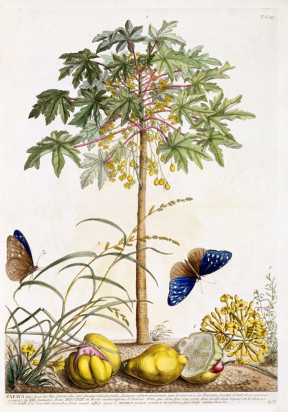 Papaya, c. 1748 (hand coloured engraving). Creator: "Georg Dionysius Ehret (1710 - 70); Ehret, Georg Dionysius (1710-1770)".