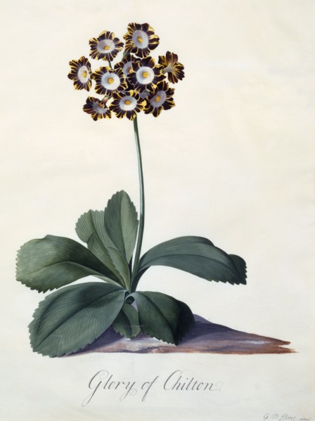 Glory of Chilton c. 1745 (hand coloured engraving). Creator: "Georg Dionysius Ehret (1710 - 70); Ehret, Georg Dionysius (1710-1770)".