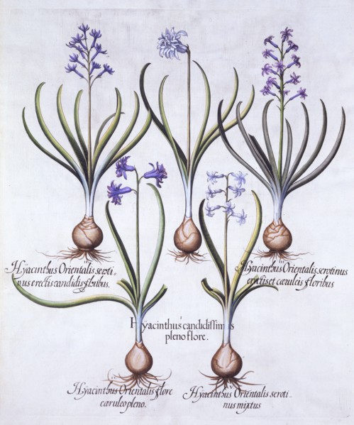 Varieties of Hyacinth with Bulb, from 'Hortus Eystettensis', by Basil Besler (1561-1629), pub. 1613