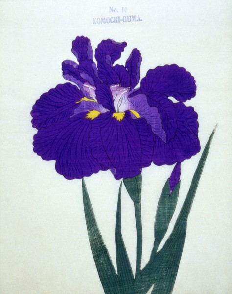 Komochi-Guma No. 14.