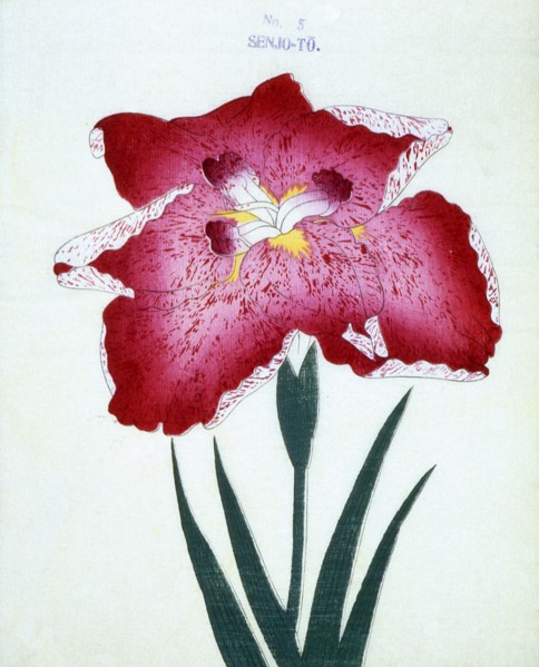 Senjo-To, No 5.