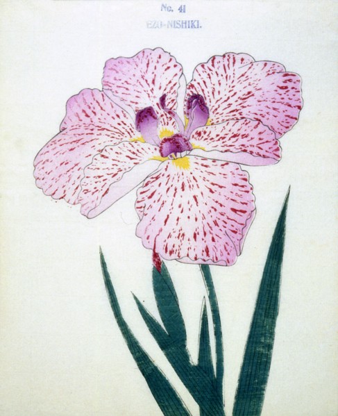 Ezo-Nishiki, No41.