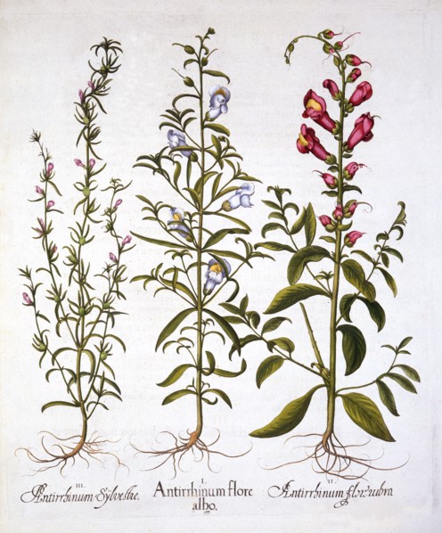 Snapdragons or Antirrhinums, from 'Hortus Eystettensis', by Basil Besler (1561-1629), pub. 1613 (han