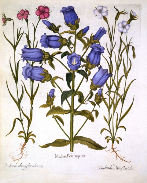 Canterbury Bells, and Corn Cockles, from 'Hortus Eystettensis', by Basil Besler (1561-1629), pub. 16