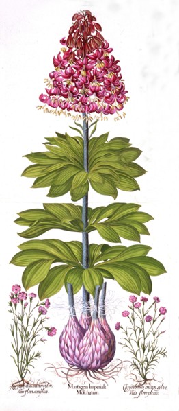 Turk's Cap Lily and Dianthus, from 'Hortus Eystettensis', by Basil Besler (1561-1629), pub. 1613 (ha