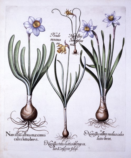 Various Narcissi, from 'Hortus Eystettensis', by Basil Besler (1561-1629), pub. 1613 (hand-coloured