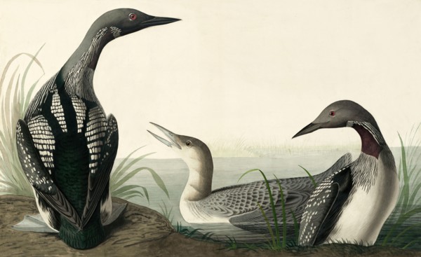 Black-throated Diver, Colymbus Arcticus, 1845.