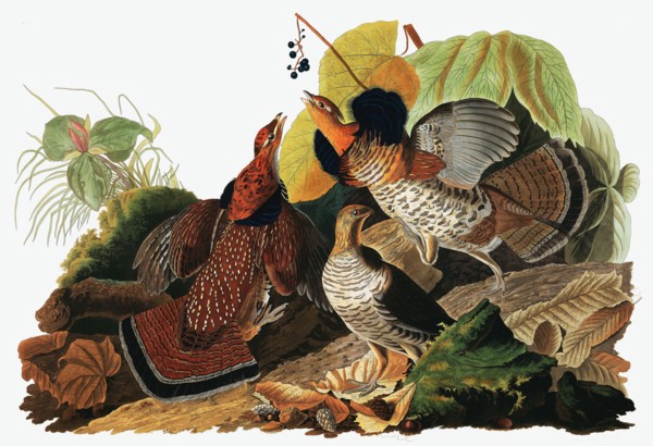 Ruffed Grouse, Tetrao Umbellus, 1845.