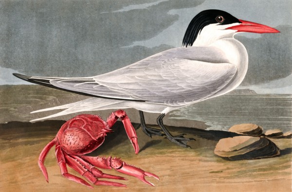 Cayenne Tern, Sterna Maxima, 1845.