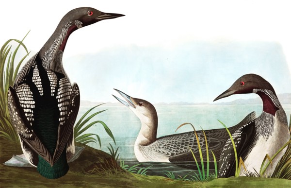 Black Throated Diver, Colymbus Arcticus, 1845.