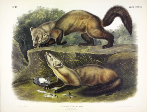 Pine Marten, Mustela Martes, 1845.