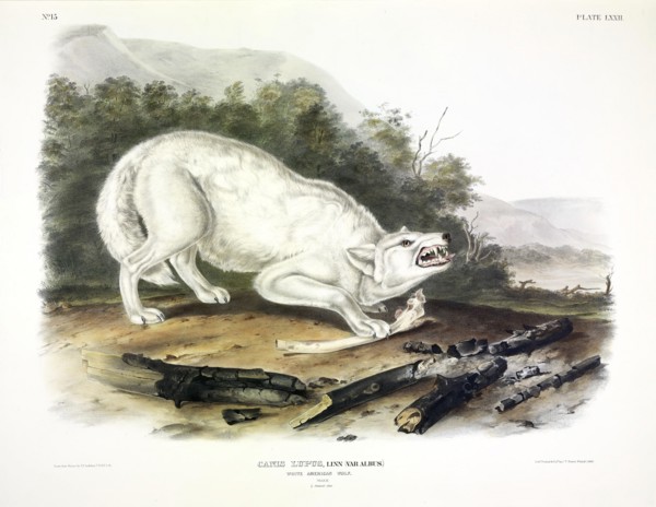 White American  Wolf, Canis Lupus, , 1845.