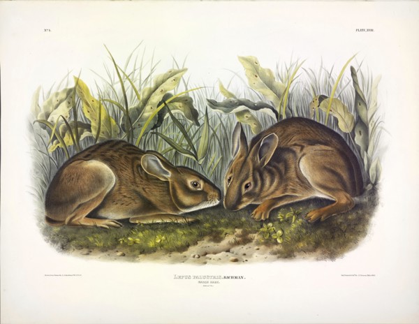 Marsh Hare, Lepus Palustris, 1845.