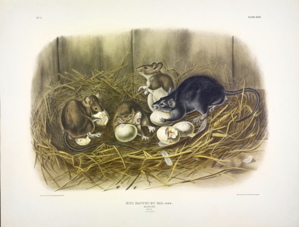 Black Rat, Mus Rattus et Var, 1845.