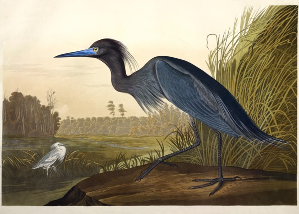 Blue Crane or Heron, Ardea Coerulea, 1845.