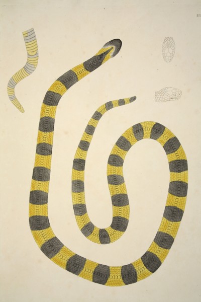 Bungarum Pamah, pub. 1796 (hand coloured engravings). Creator: William Skelton (1763 - 1848).