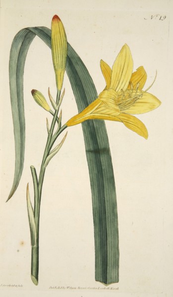Hemerocallis Flava (Yellow Day Lily), pub. 1796 (hand coloured engraving). Creator: English School (18th Century).