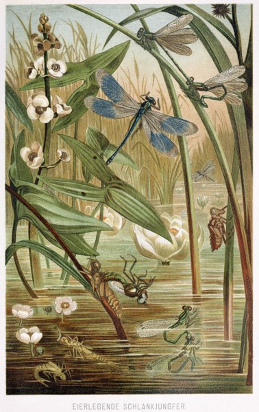 Stages of Development of a Damselfly, from Brehms Tierleben, pub. 1860's (colour lithograph) , 1860. Creator: German School (19th Century).