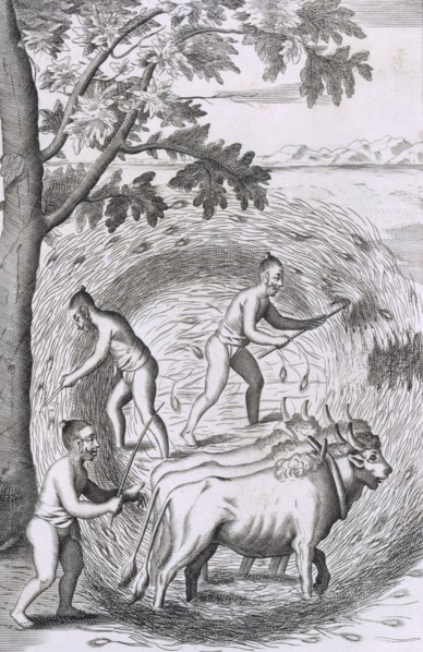 The manner of treading out their rice, pub. 1681. Creator: Robert Knox (1641-1720).