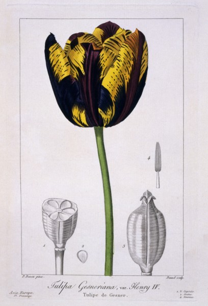 Tulip: King Henry IV.,  pub. 1836. Creator: Panacre Bessa (1772-1846).