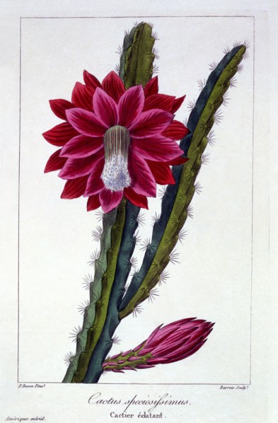 Cactus,  pub. 1836. Creator: Panacre Bessa (1772-1846).
