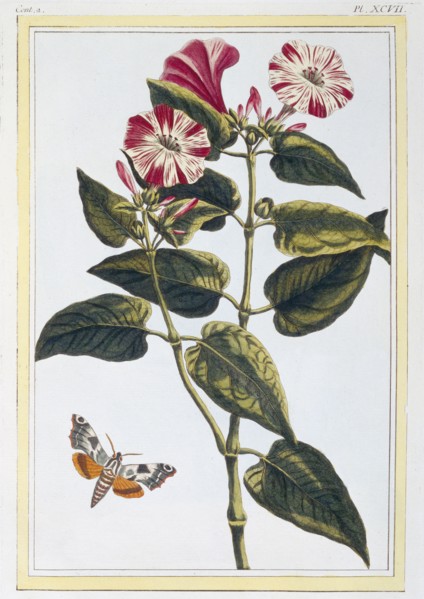 La Belle de Nuit (Morning Glory),  pub. 1776. Creator: Pierre Joseph Buchoz (1731-1807).