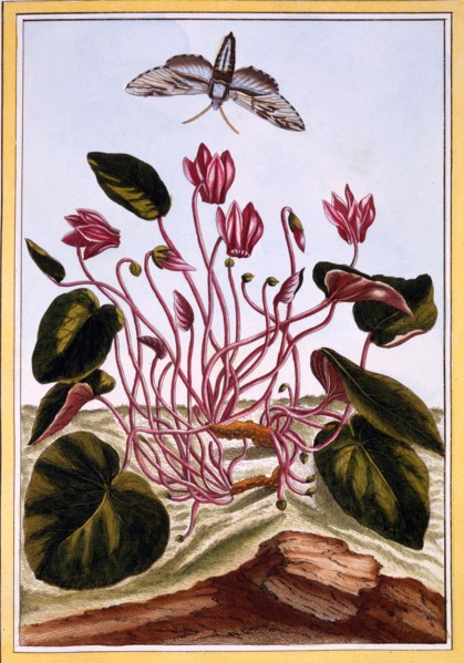 Cyclamen,  pub. 1776. Creator: Pierre Joseph Buchoz (1731-1807).