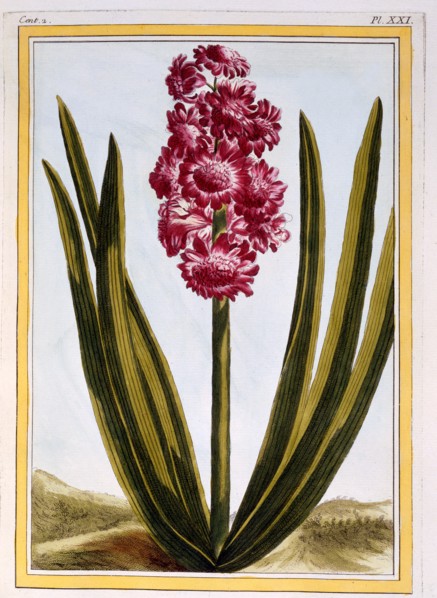 Royal Crimson,  pub. 1776. Creator: Pierre Joseph Buchoz (1731-1807).
