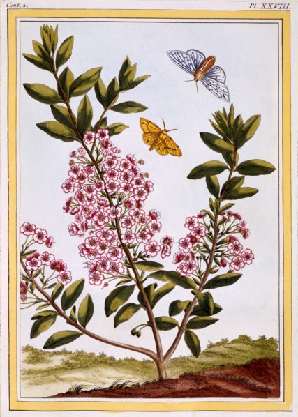 Sheep's Laurel (Kalmia augustifolia), pub. 1776. Creator: Pierre Joseph Buchoz (1731-1807).