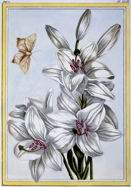The Great White Lily, pub. 1776. Creator: Pierre Joseph Buchoz (1731-1807).