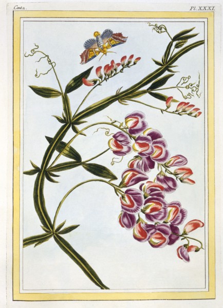 Le Grand Lathyre (Everlasting Sweet Pea),  pub. 1776. Creator: Pierre Joseph Buchoz (1731-1807).