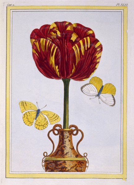 Tulip 'Le Drap d'Or,  pub. 1776. Creator: Pierre Joseph Buchoz (1731-1807).