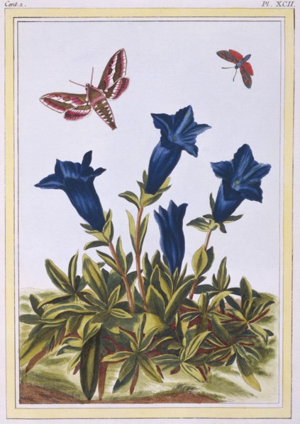 Blue Gentian (Trumpet Flower),  pub. 1776. Creator: Pierre Joseph Buchoz (1731-1807).