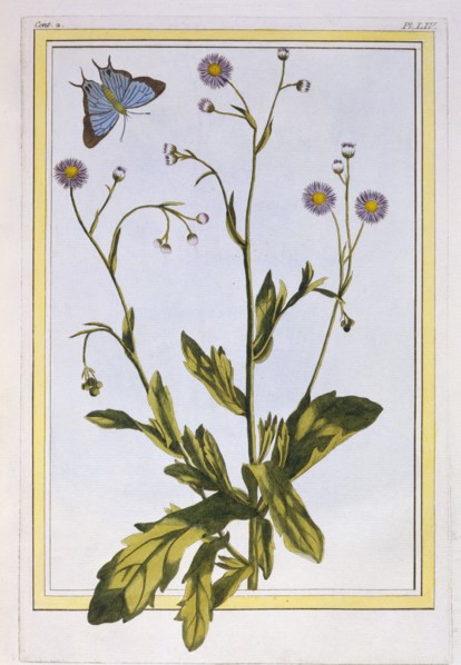 L'Erigeron de Philadelphie (Canadian Fleabane),  pub. 1776. Creator: Pierre Joseph Buchoz (1731-1807).