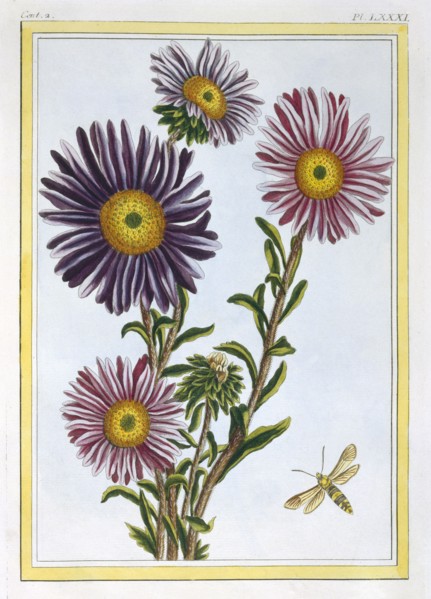 La Reine Marguerite (Aster),  pub. 1776. Creator: Pierre Joseph Buchoz (1731-1807).