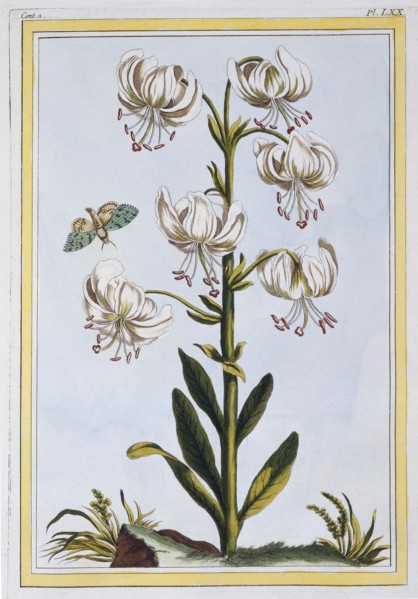 Le Martagan Blanc,  pub. 1776. Creator: Pierre Joseph Buchoz (1731-1807).