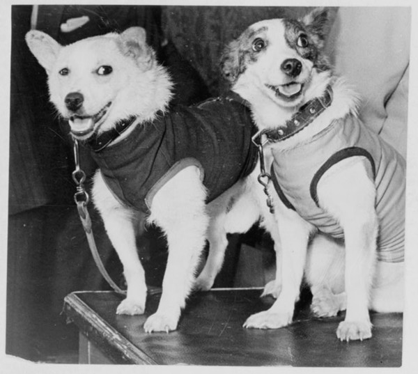 Belka and Strelka, Russian cosmonaut dogs, 1960. Artist: Unknown