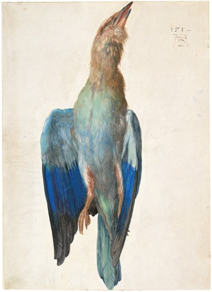 Dead Blue Roller, 1500 (or 1512). Artist: Dürer, Albrecht (1471-1528)