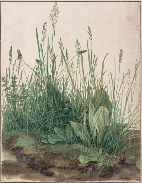 The Large Piece of Turf, 1503. Artist: Dürer, Albrecht (1471-1528)