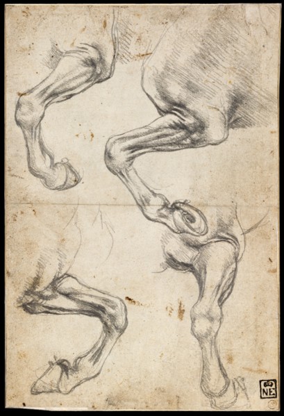 Studies of Horse's Leg. Artist: Leonardo da Vinci (1452-1519)