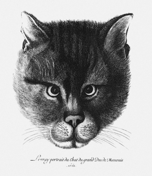 True picture of the Cat of the Tsar Alexis I Mikhailovich of Russia. Artist: Hollar, Wenceslaus (1607-1677)