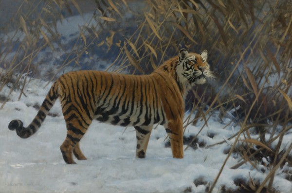 A tiger in the snow.